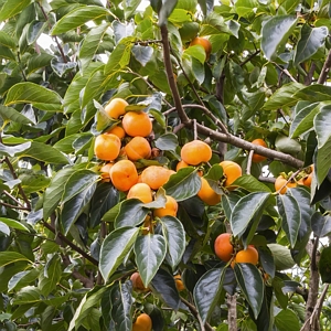 Native Persimmon Tree